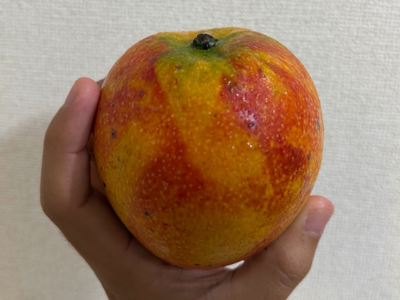 マイヤー