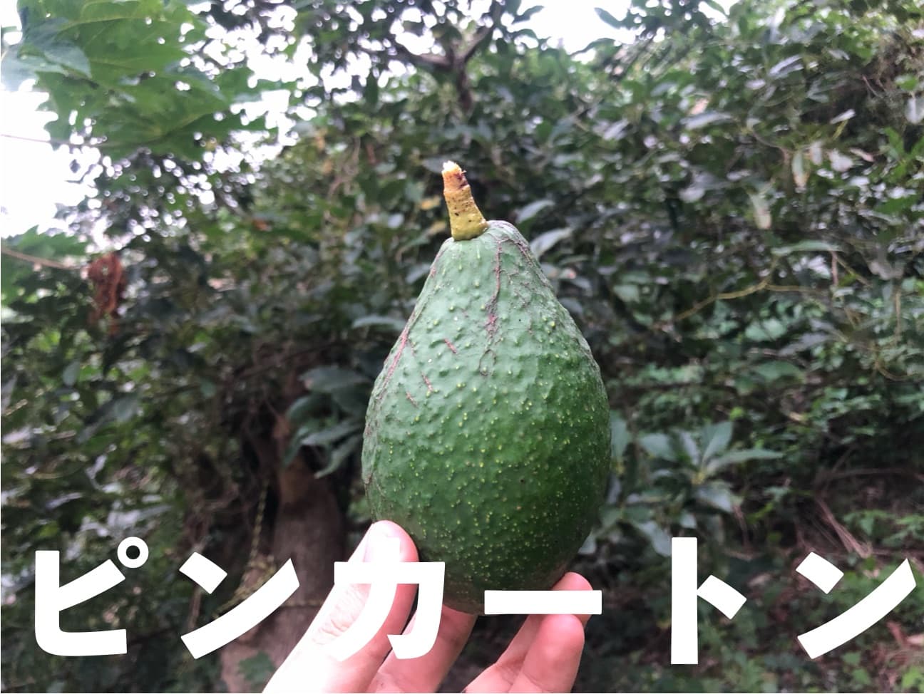 果実_糸満フルーツ園けんちゃんなので少し短い